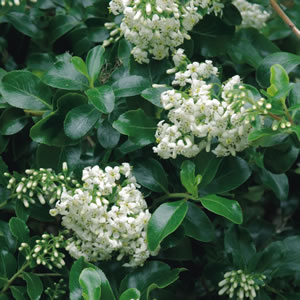 Escallonia Iveyi 140mm Escallonia Iveyi 140mm